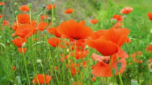 Field of Poppy Flowers