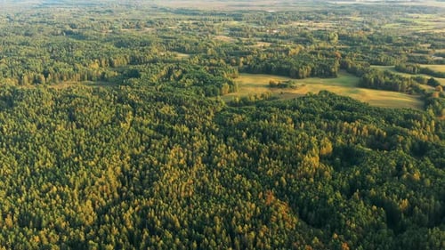 Aerial View Of Green Coniferous Forest