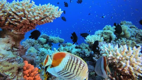 Sea World Clownfish
