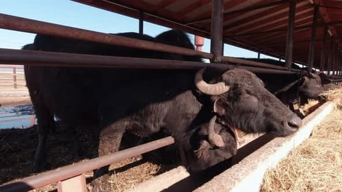 Water Buffaloes Graze Inside a Rural Farm Pen