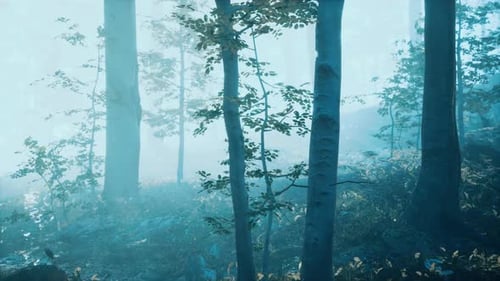 Morning Fog in Deep Forest