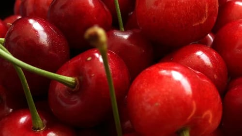 Cerises mûres prêtes à l'emploi.