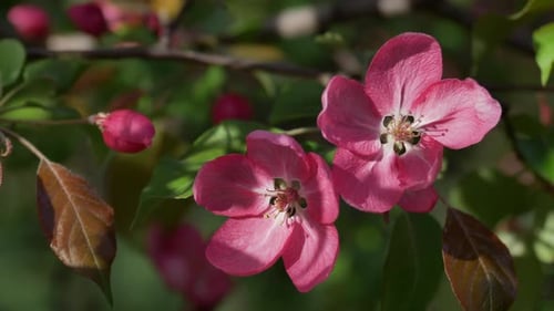 Branch of Blooming Apple Tree with Flowers in Spring Garden