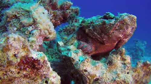 Devil Scorpionfish