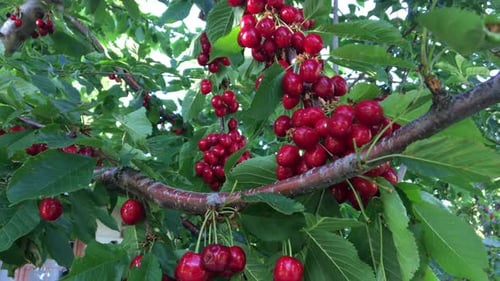 Fruits