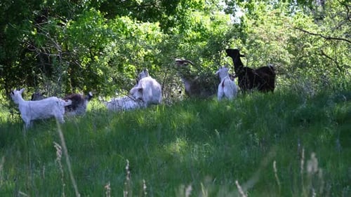 Goats on a pasture at green meadow