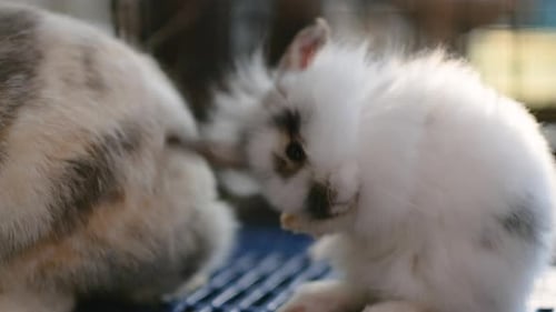 White Rabbit Eating Indoors Close Up