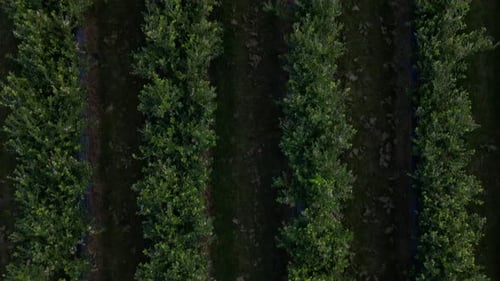 Aerial drone view Blueberry bush field, organic ripe. Blue berry hanging on a branch,