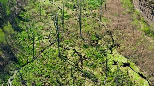 Forest Swamp Nature Tree Park Mist Morning Sunset Wild Ecology