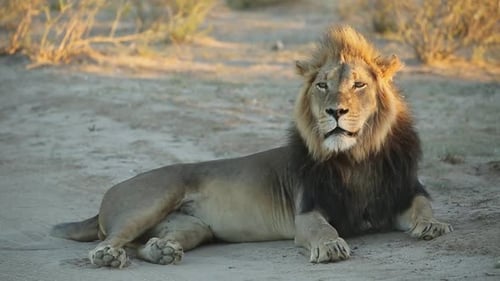 Männlicher afrikanischer Löwe