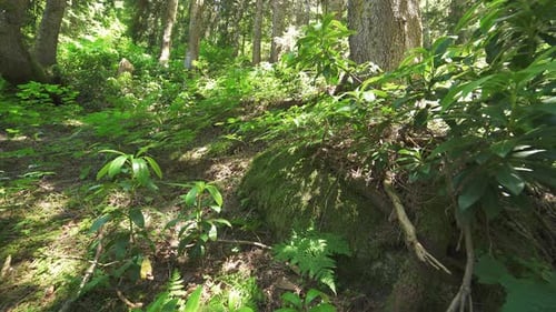 Forest Floor
