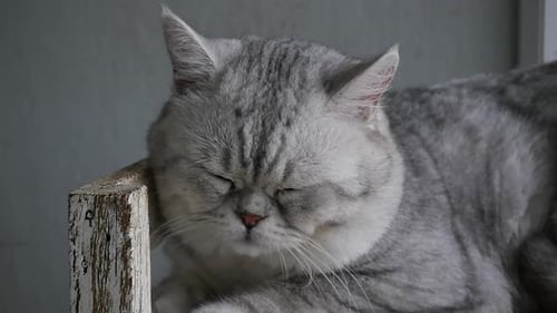 Cute Cat Sleeping On Wooden Shelf Under Light From A Window Slow Motion