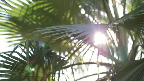 Sunlight Gleaming Through Lush Tropical Palm Tree