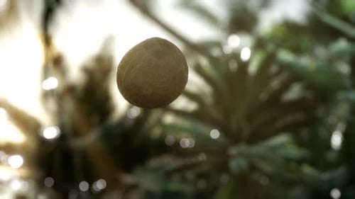 Slow Rotating Coconut with Natural Bokeh Background