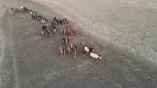 Aerial View of Horses Moving Across Grassy Plain