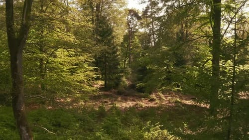Middle of the Forest with Tall Trees and Plants