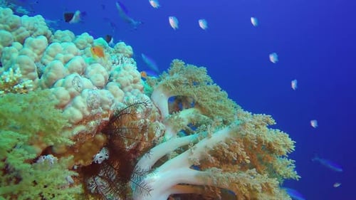 Vibrant Coral Reef Ecosystem with Tropical Fish
