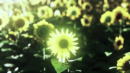 Field of Sunflowers and Sunset