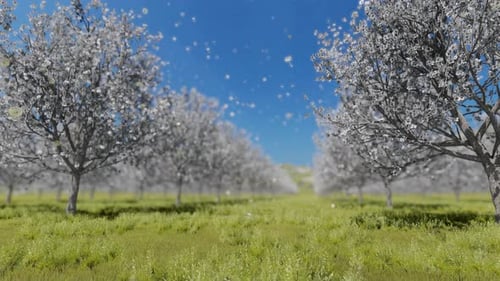 Blossoming Apple Orchard In Spring