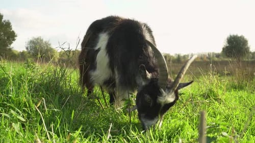 Goat Grazing in a Sunny Meadow