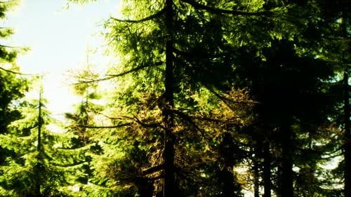 Green Cone Trees in Bright Sun Light