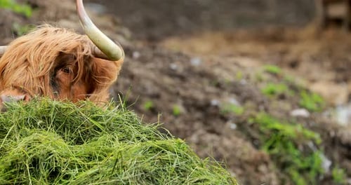 Highland Cow Eats Grass on Farm