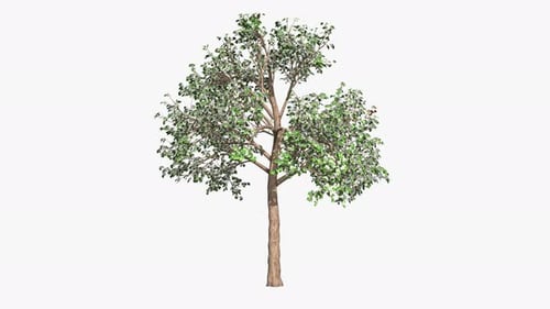 Deciduous Tree Animated Through Four Seasons Cycle