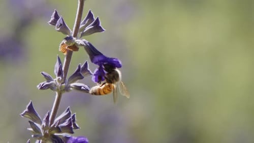 Bee Collecting Nectar From Purple Flowers in Sunlight