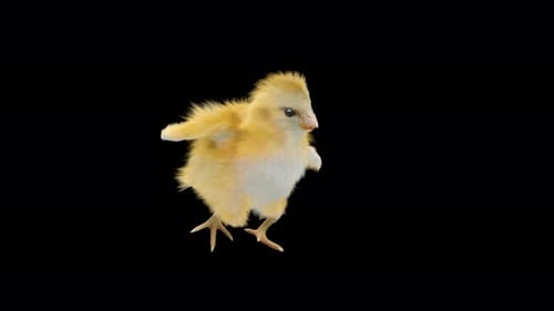 Dancing Baby Chick with Realistic Feathers and Alpha Channel