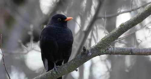 Männchen der Amsel in der Natur