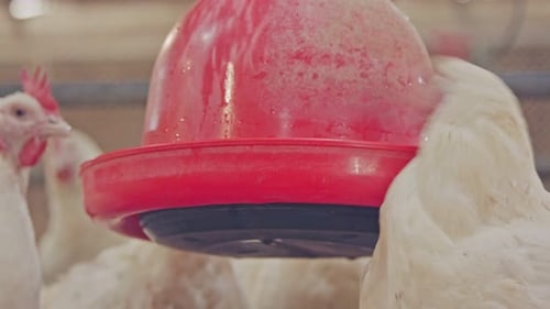 Large chicken farm with thousends of hens and roosters