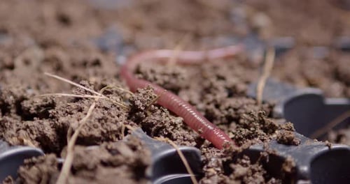 Ein Regenwurm kriecht in den Boden. Sein Körper zieht sich allmählich zusammen und expandiert. Nahaufnahme
