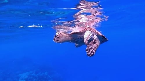 Sea Turtle Breathing at Water Surface