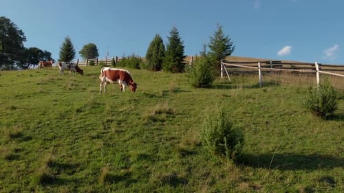 Cows Grazing on Green Meadow on a Sunny Day