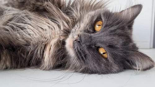 Close Up of a Fluffy Grey Cat Resting