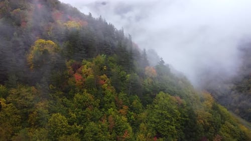 Mixed Autumn Forest On The Foggy Mountain Slope