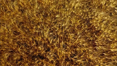 Top View of a Wheatfield