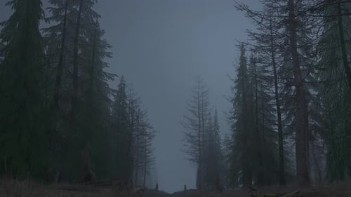 Flying Through Night Forest