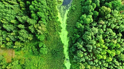 Stunning river and green algae in summer.