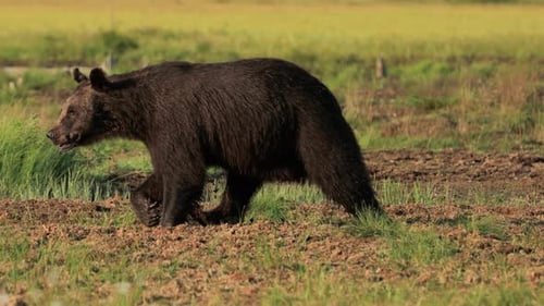 Brown Bear Walking Through Grassy Field