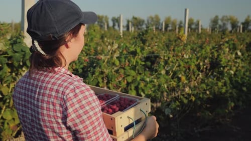 Woman Carries Raspberries in Lush Green Field