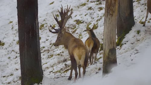 Closeup of a wild deer, deers with horns in nature covered in snow in wintertime, running and eating