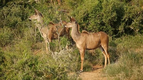 Alert Kudu Antelopes