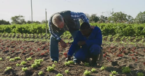 Men working on farm