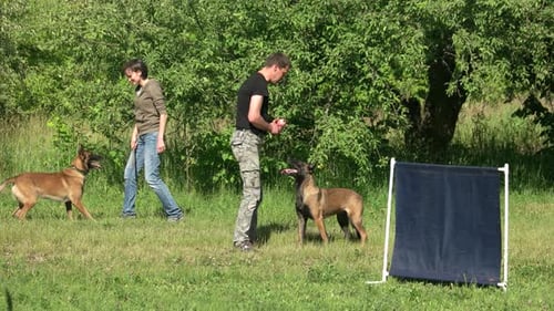 People Are Practicing the Same Exercises with Their Dogs.