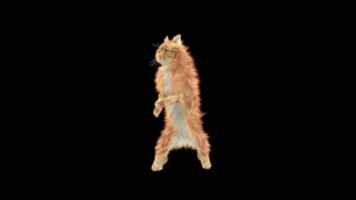 Katze HD