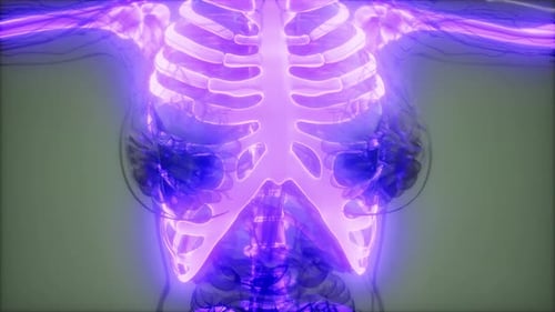 Futuristic Glowing Human Skeleton and Circulatory System 3D Scan