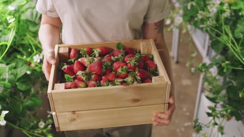 Close Up Holding Strawberries in Wooden Box