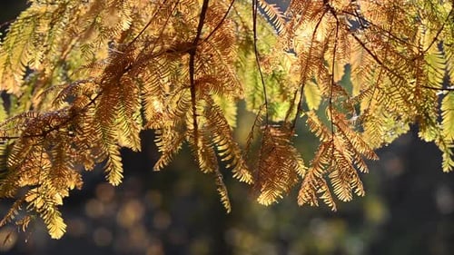 Lärchenzweige vor dem Hintergrund eines Herbstparks.