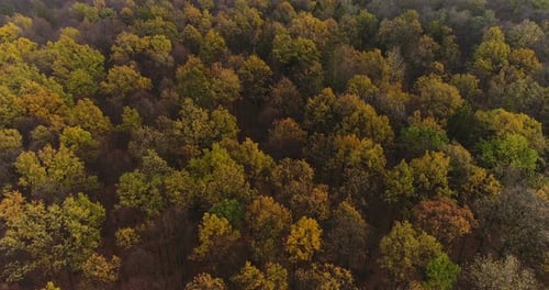 Flying Over Forest. Forest From Above